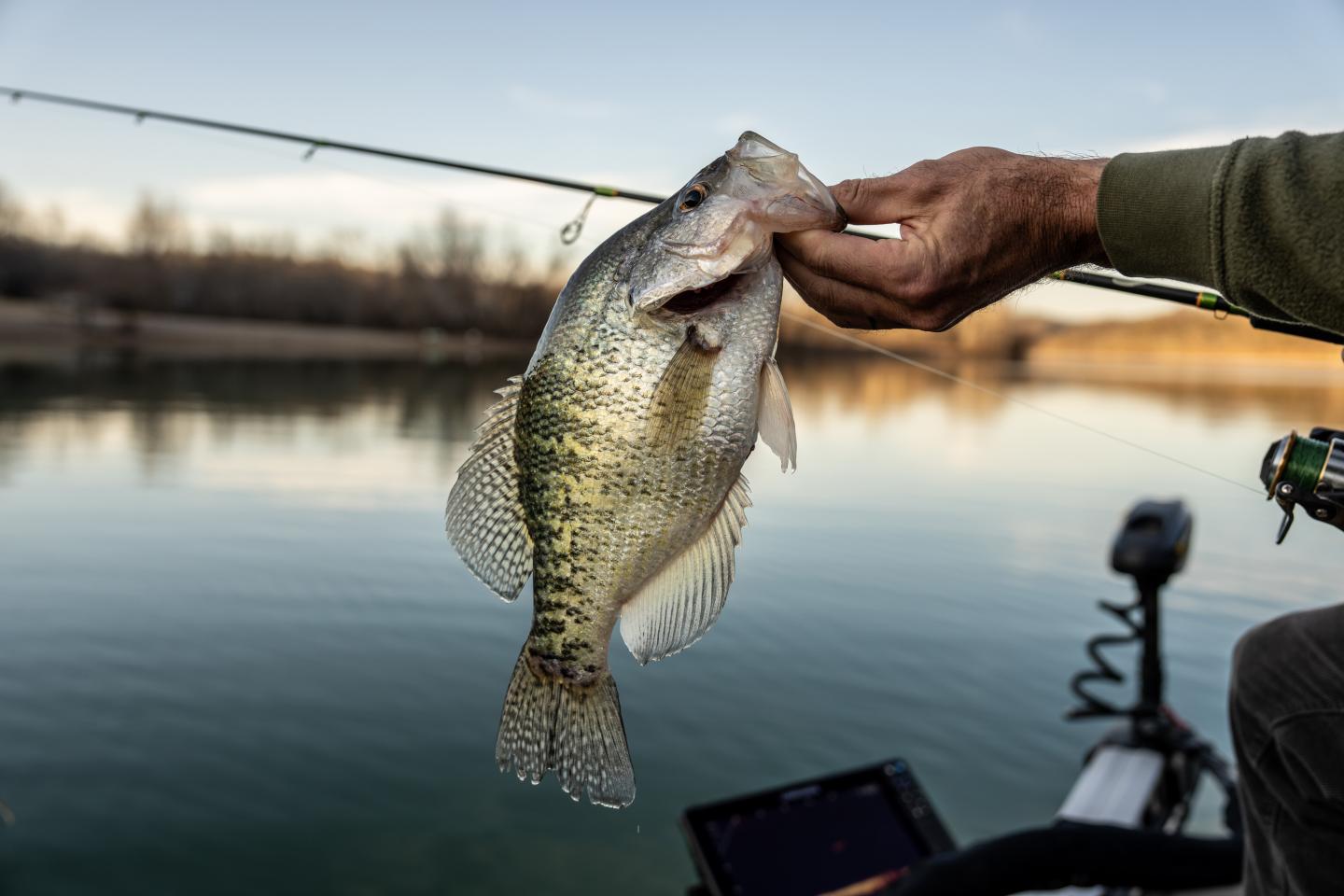 Fishing on a calm lake, hand holds a fish, boat in foreground.