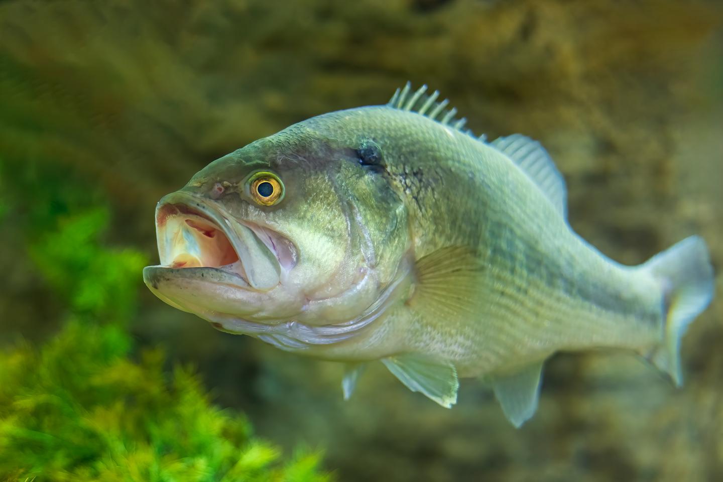 Large fish swims near green aquatic plants in clear water.