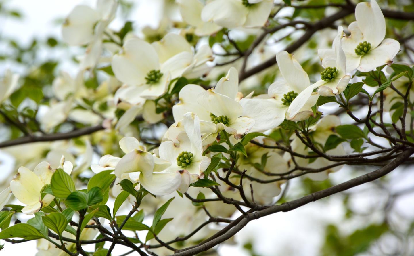 White dogwood flowers with green centers on branches against a cloudy sky.