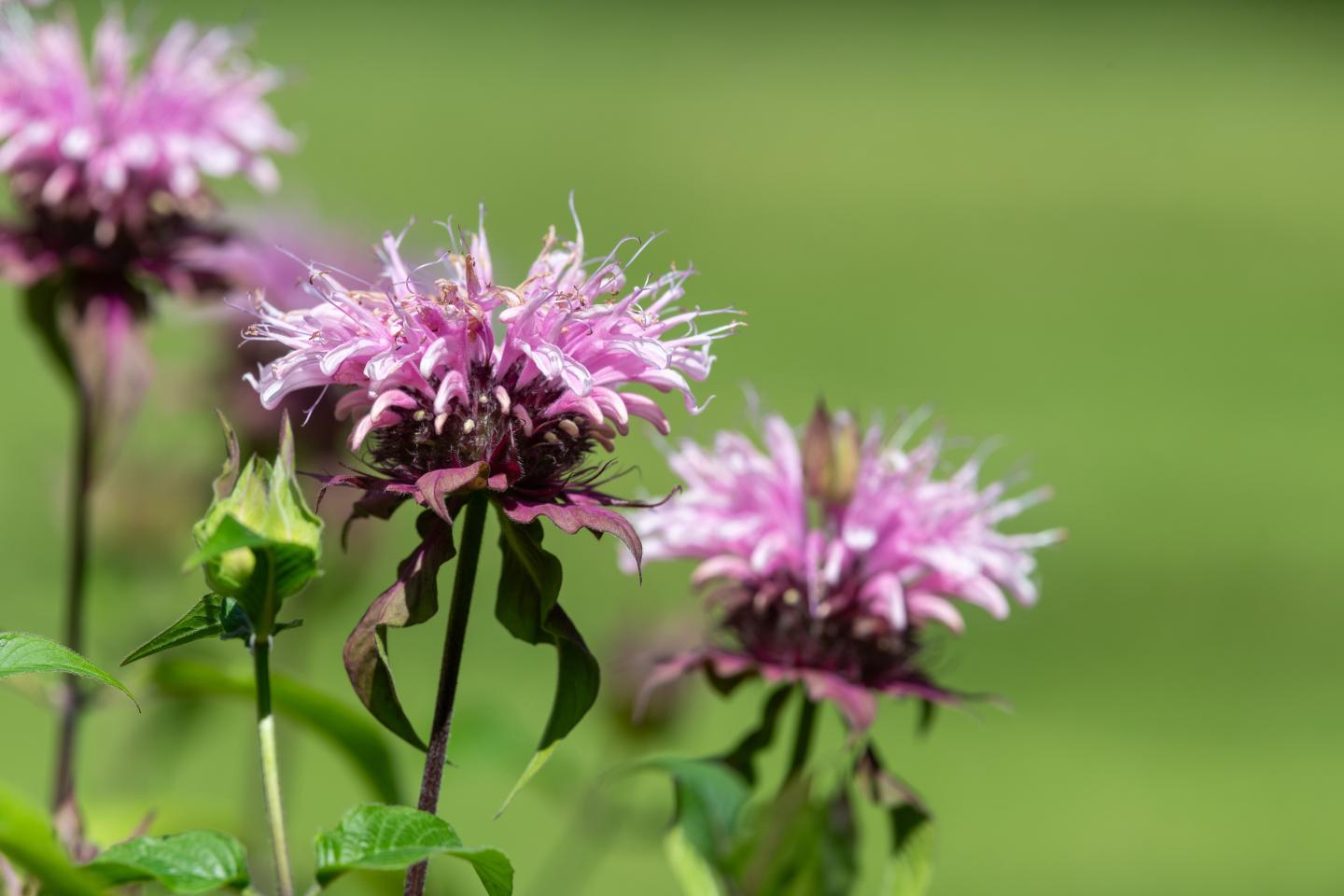 Pink bee balm flowers with green leaves against a blurred green background.