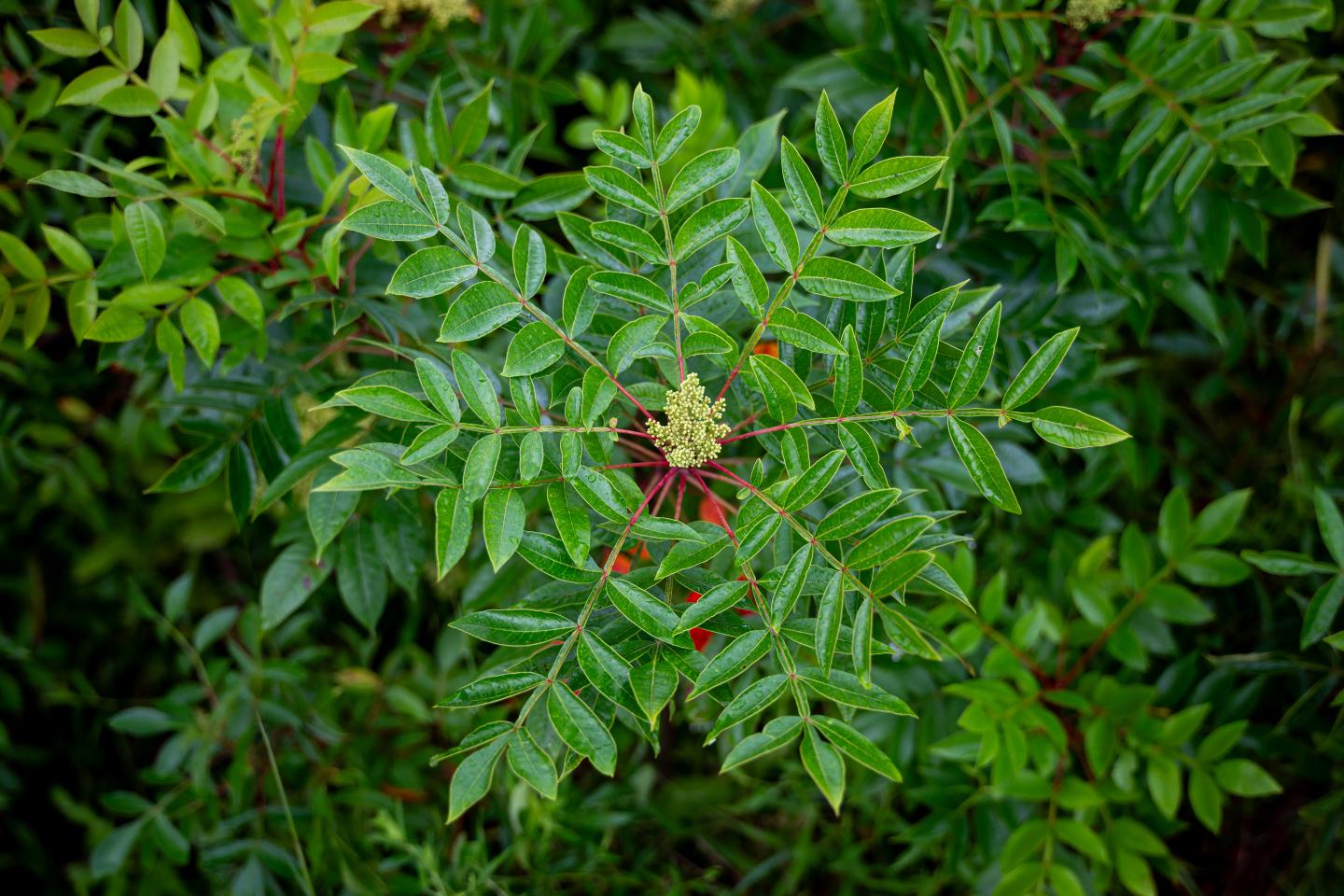Green leaves with red berries and center blossom.