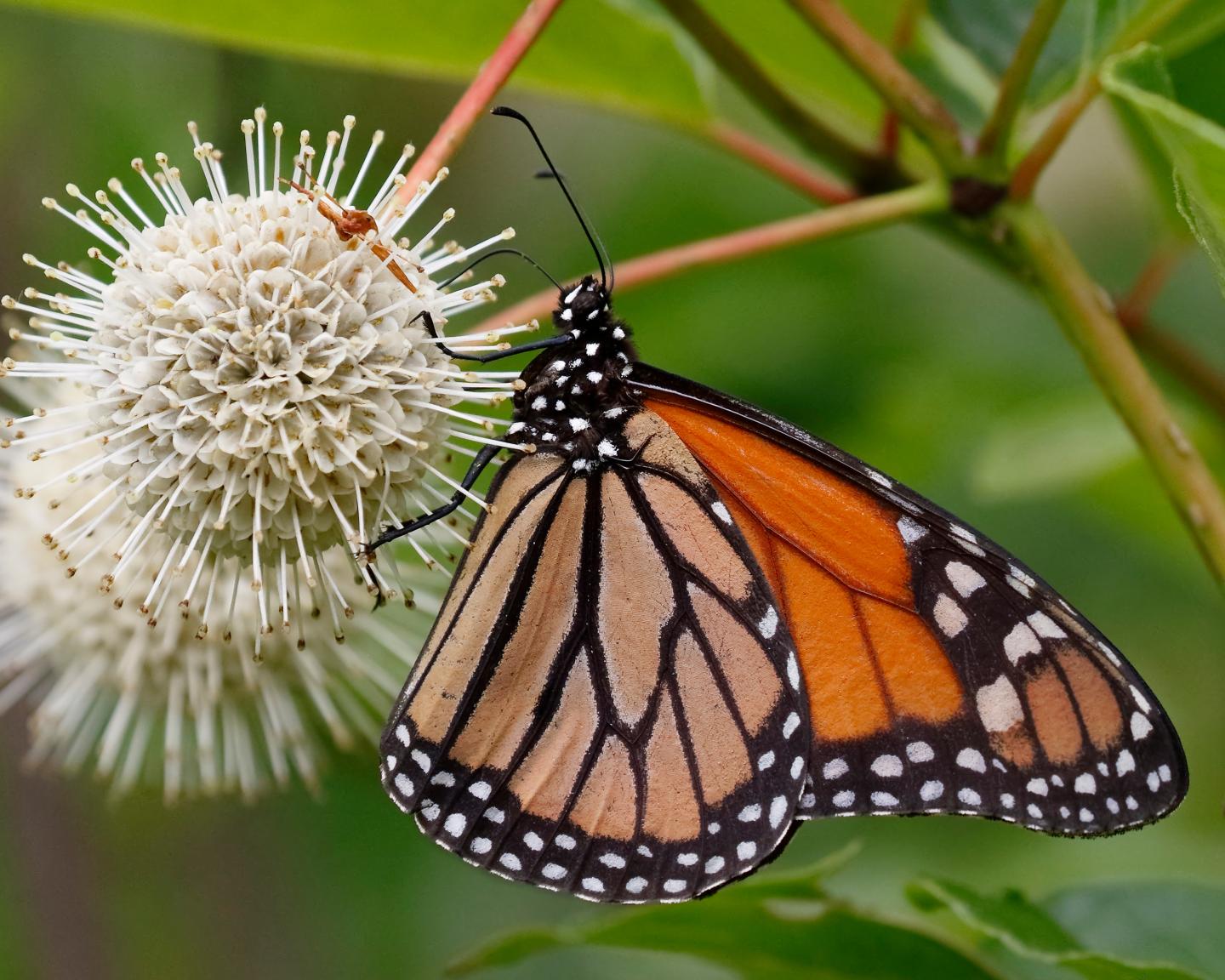 Monarch butterfly on spiky white flower, lush green background.