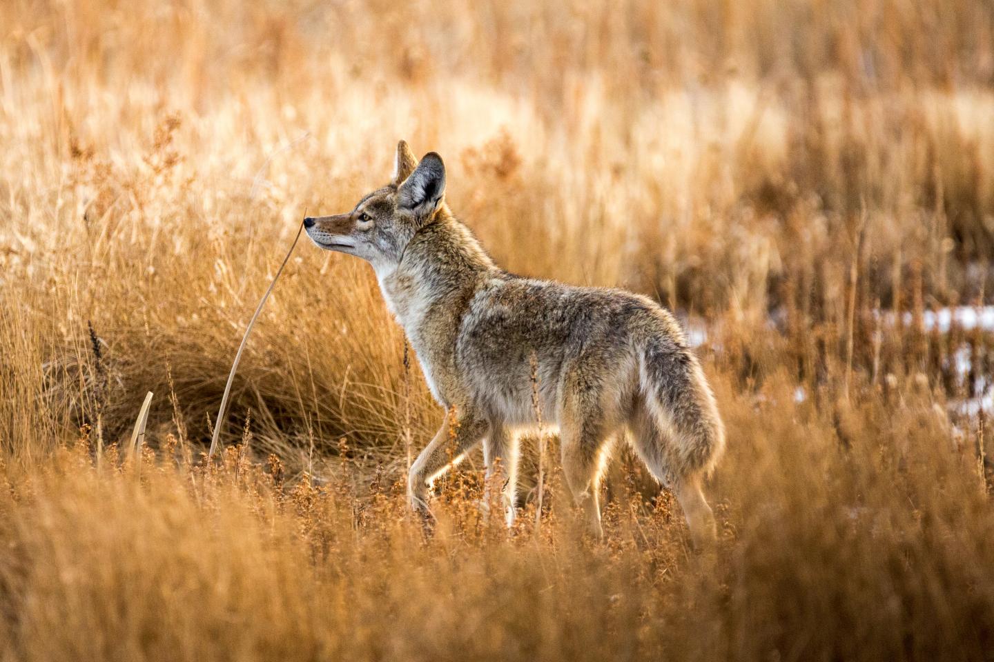 Coyote walking through golden grass in sunlight.