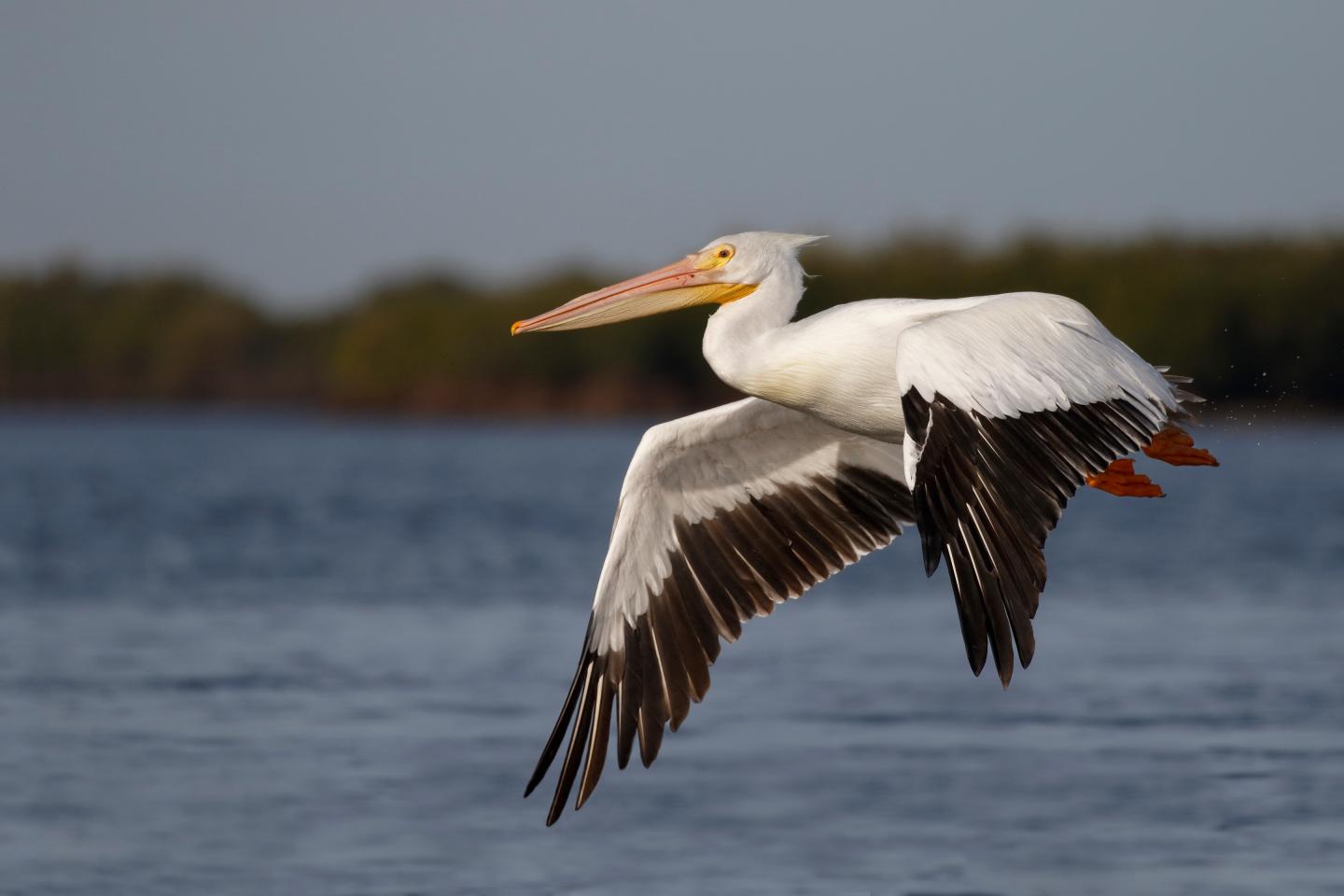 White pelican in flight over a blue lake with trees in the background.