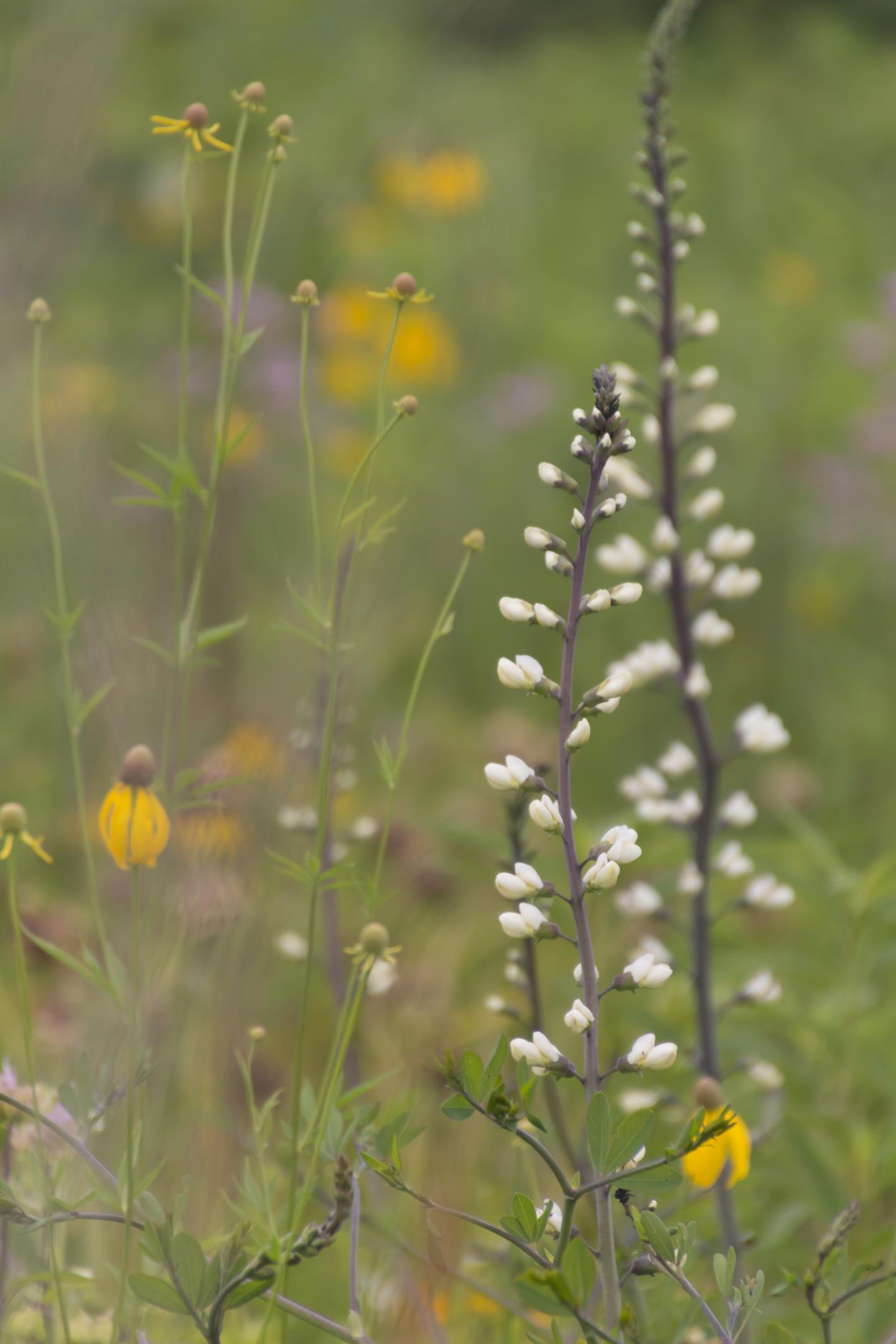 Wildflowers with tall stalks and small white blossoms against a green blurred background.
