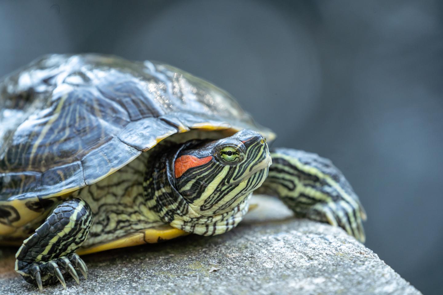 Turtle with a patterned shell and red markings on a rock.