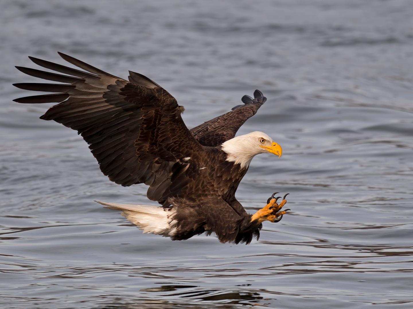 Bald eagle swooping over water with wings spread.