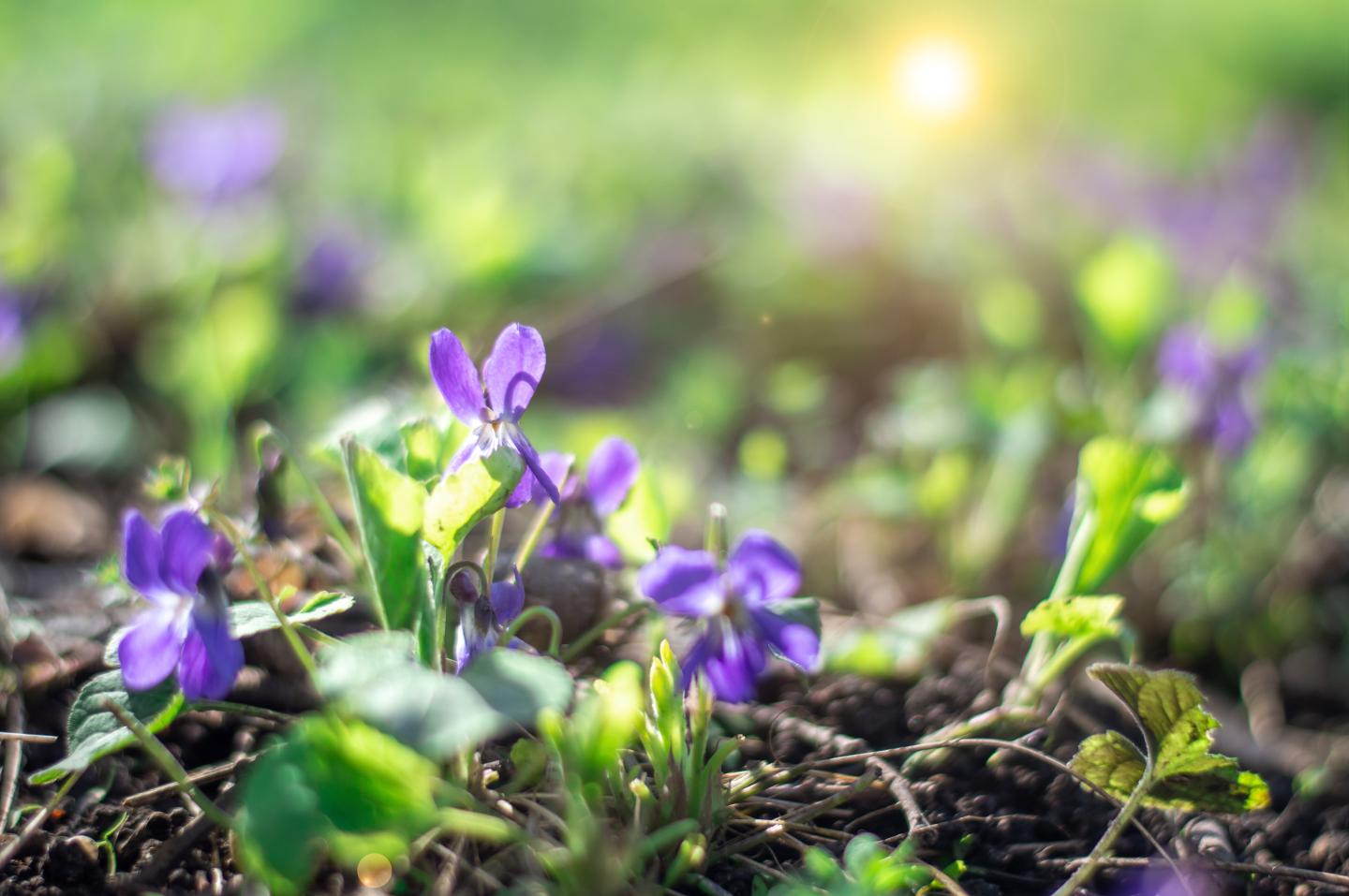 Purple flowers in a sunlit field with green leaves.