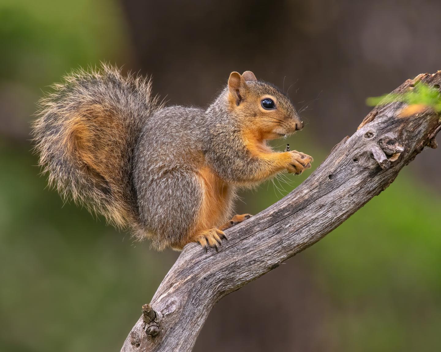 Squirrel perched on a branch, holding a nut in a forest setting.