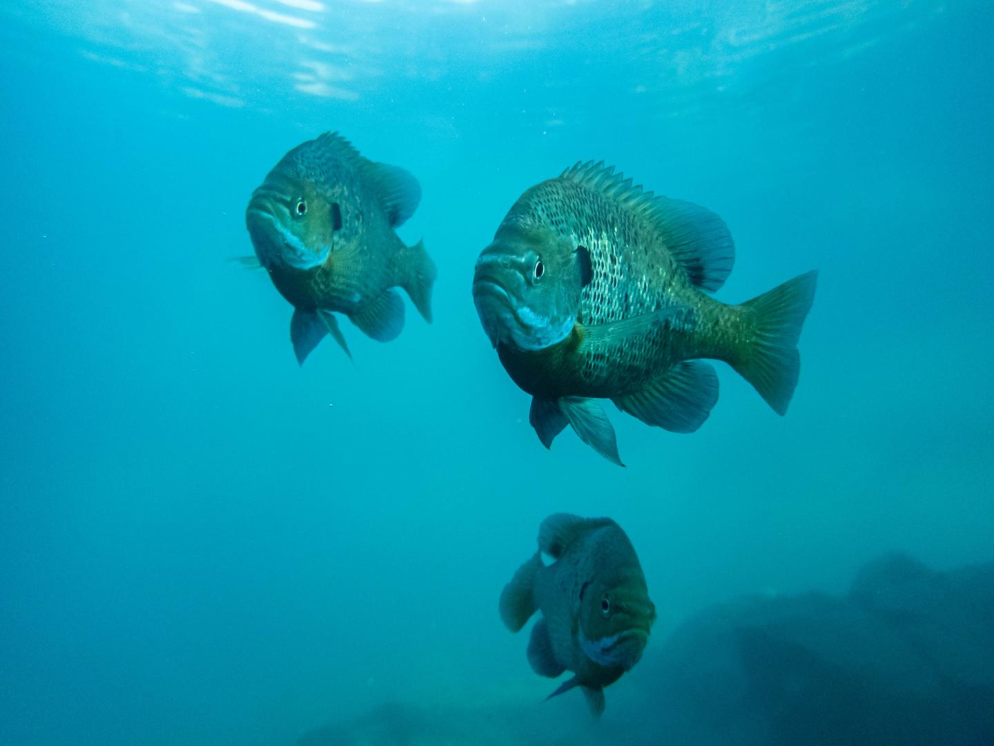 Three fish swimming underwater against a blue backdrop.
