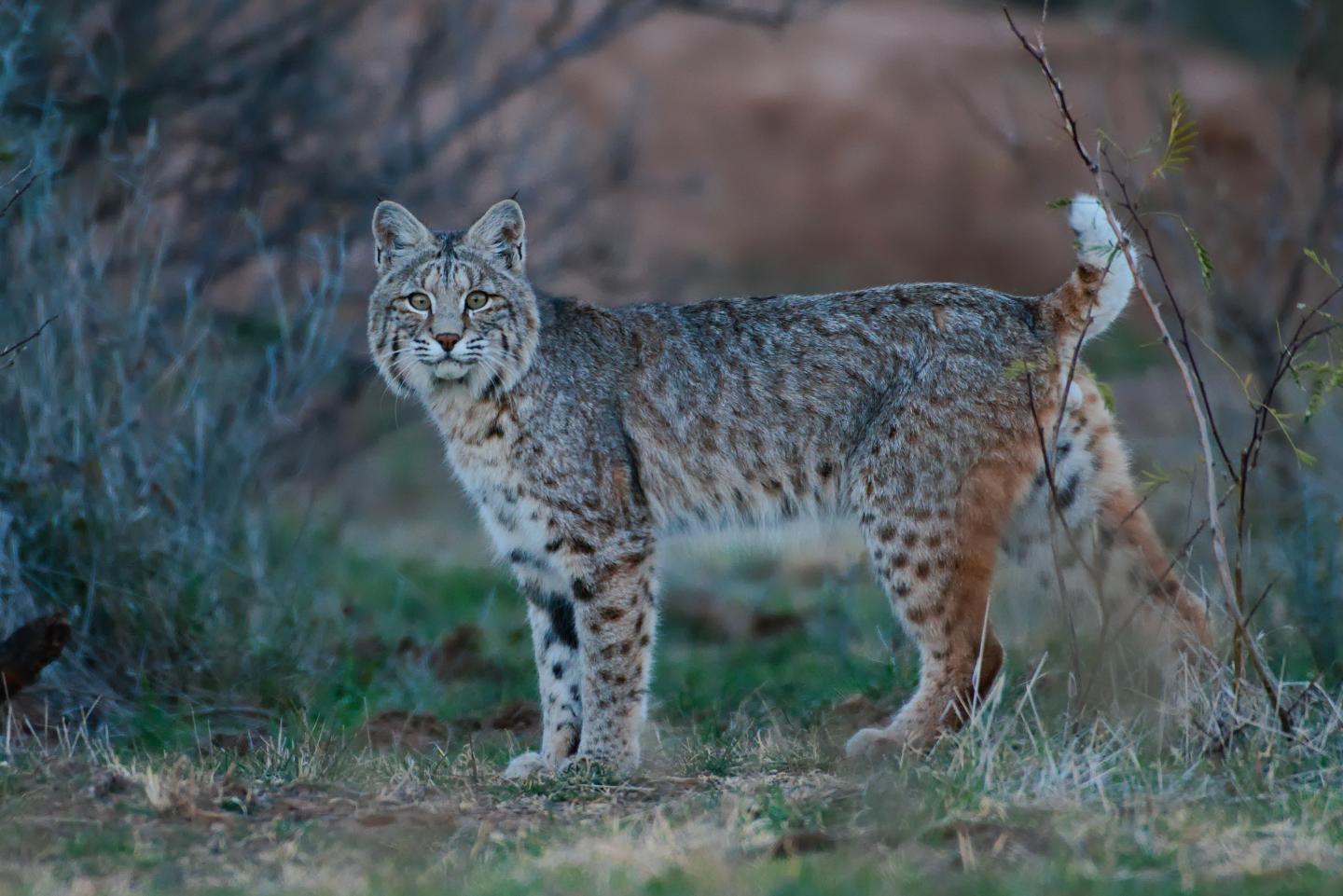 Bobcat standing in a grassy area, looking alert.
