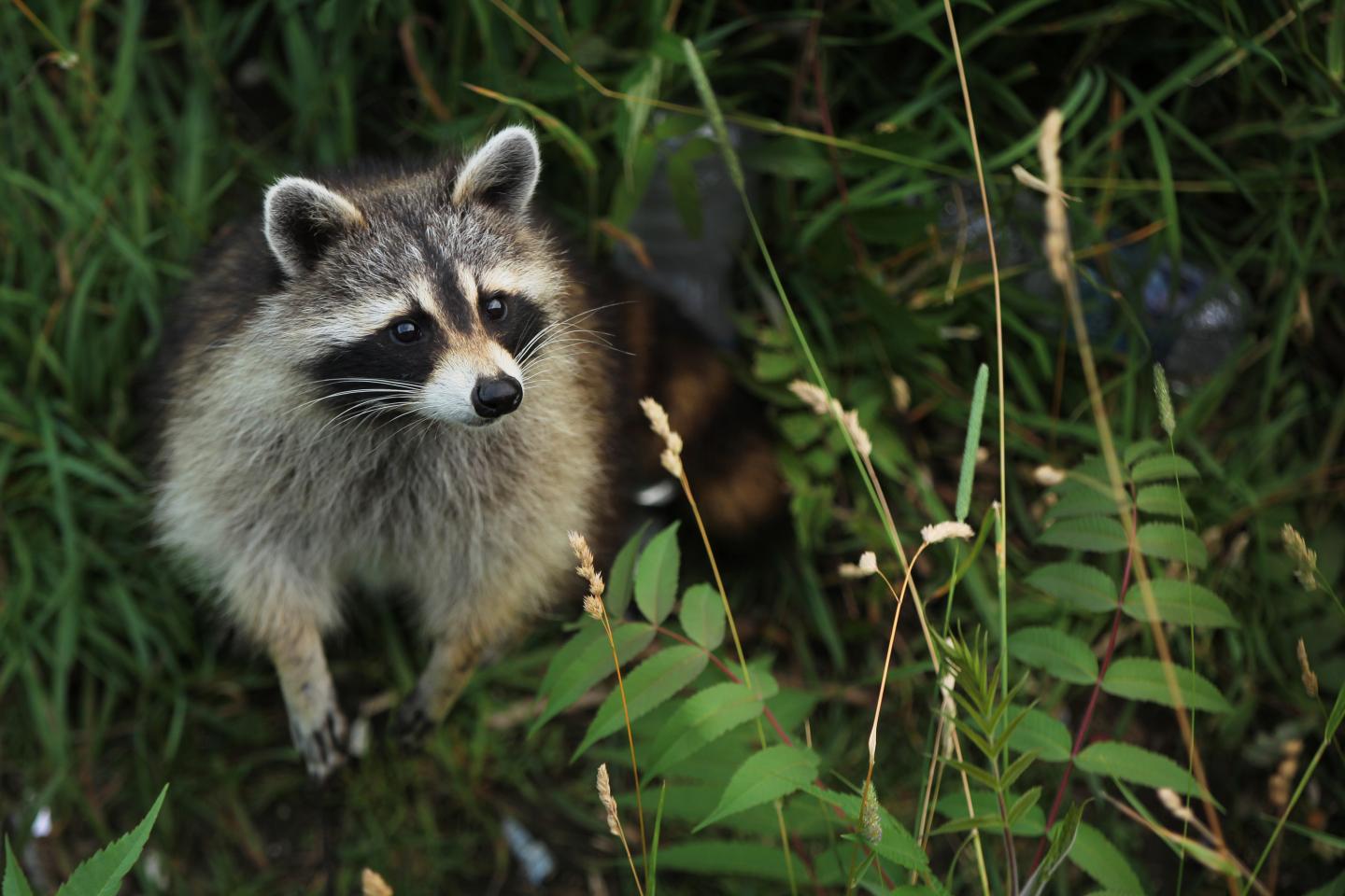 Raccoon standing in tall grass, facing upward.