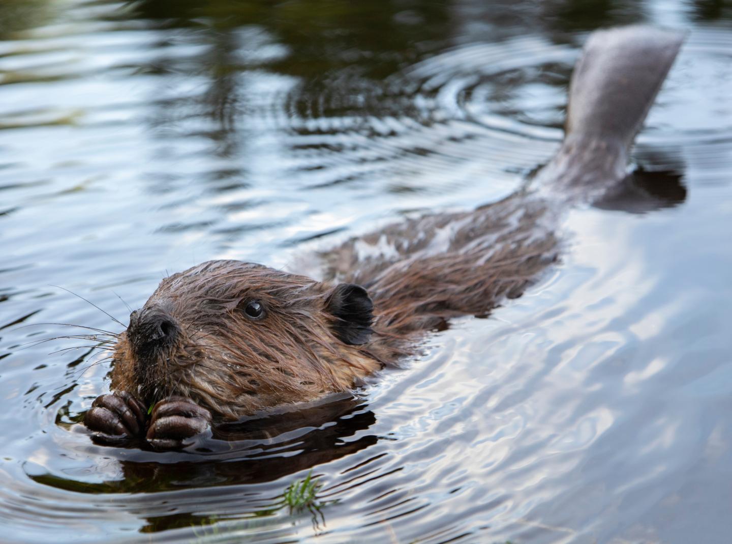 Beaver swimming in a calm pond, holding a twig in its front paws.