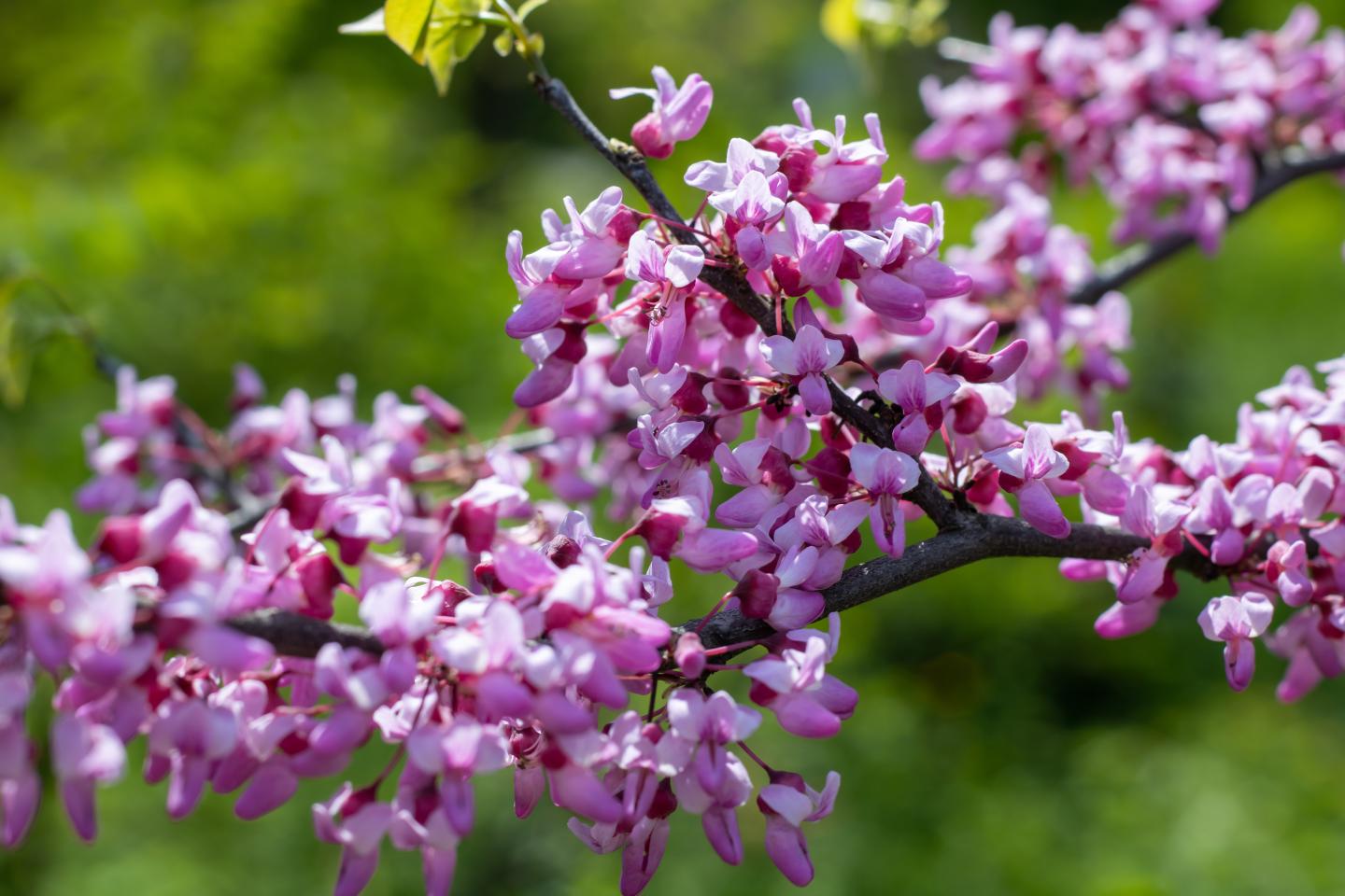 Pink blossoms on a branch with a green background.
