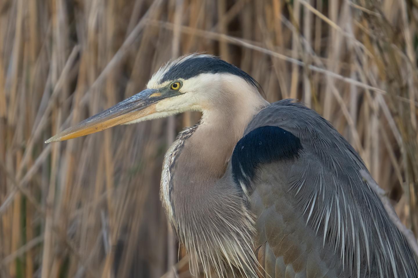 Great blue heron standing among tall grasses.