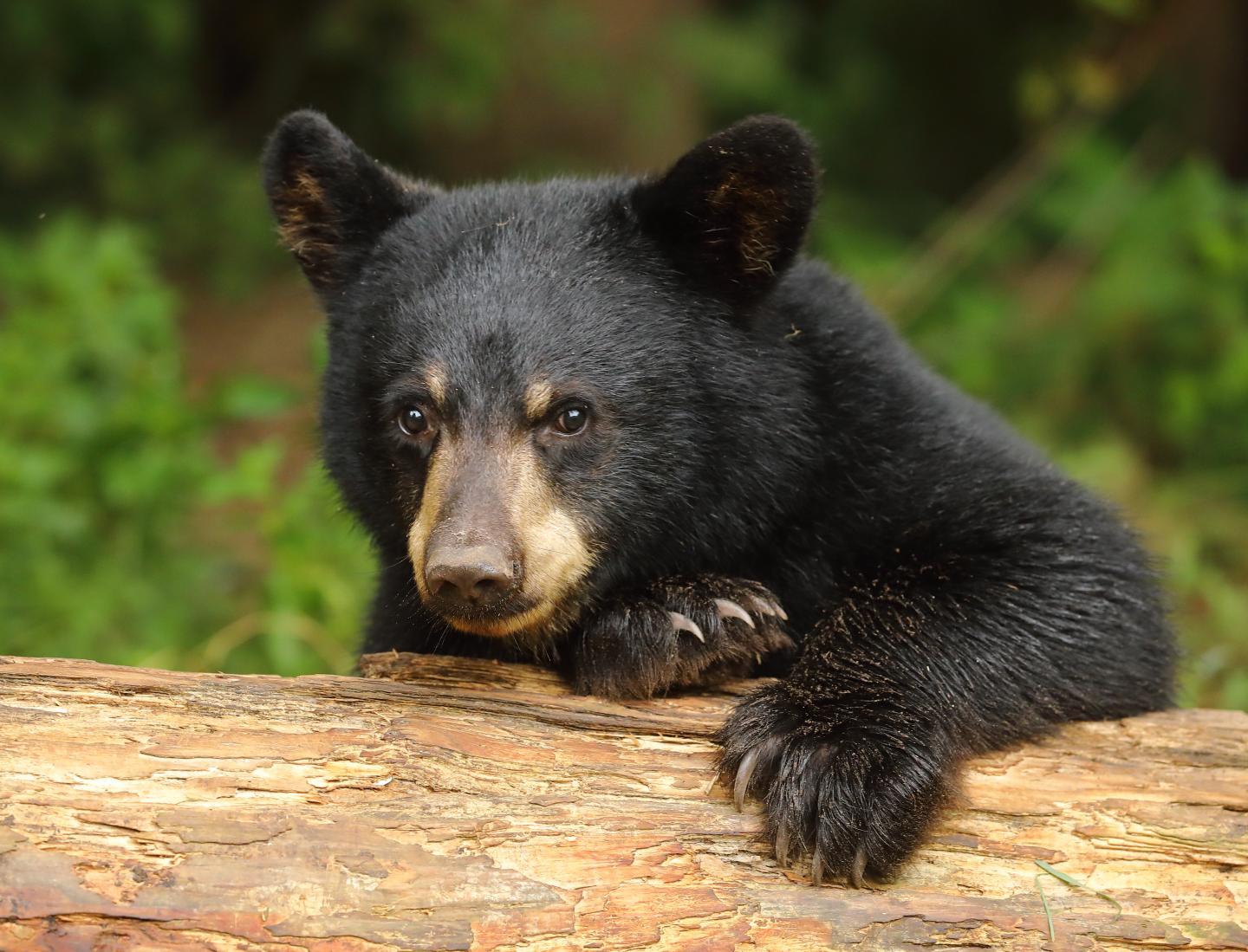 Young black bear resting on a log in a forest setting.