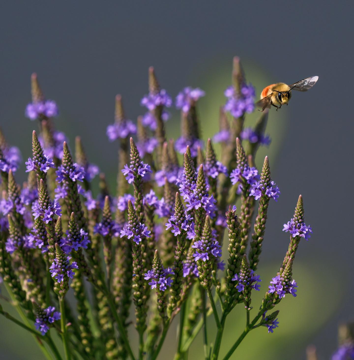 Bee flying near purple flowers against a soft-focus background.