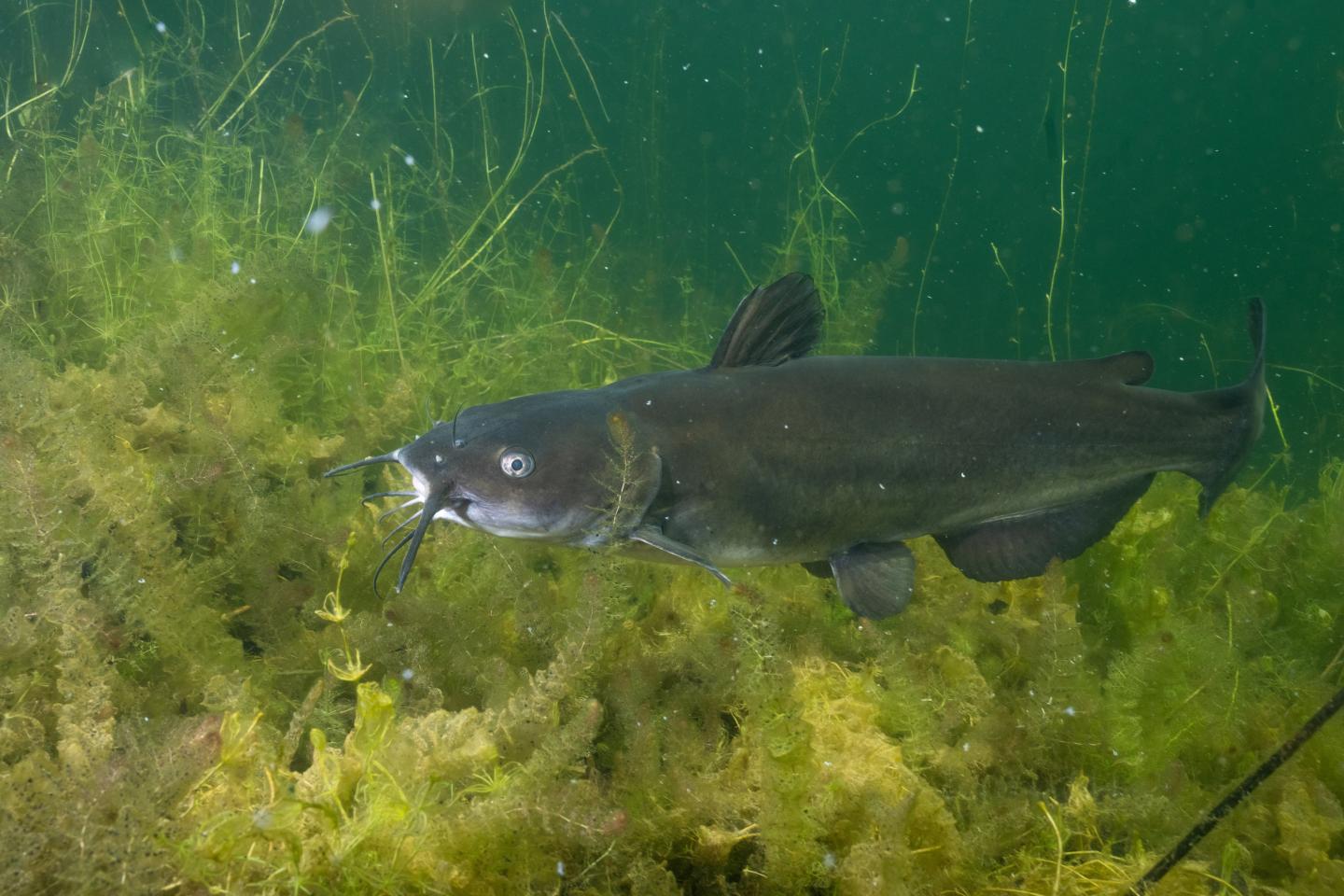 Catfish swimming among underwater plants.
