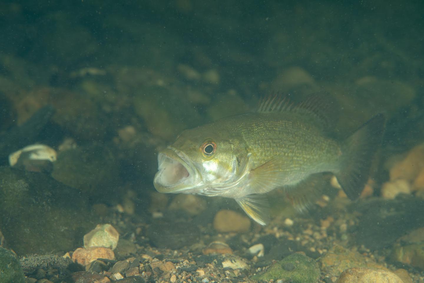 Fish swimming near rocky bottom in murky water.