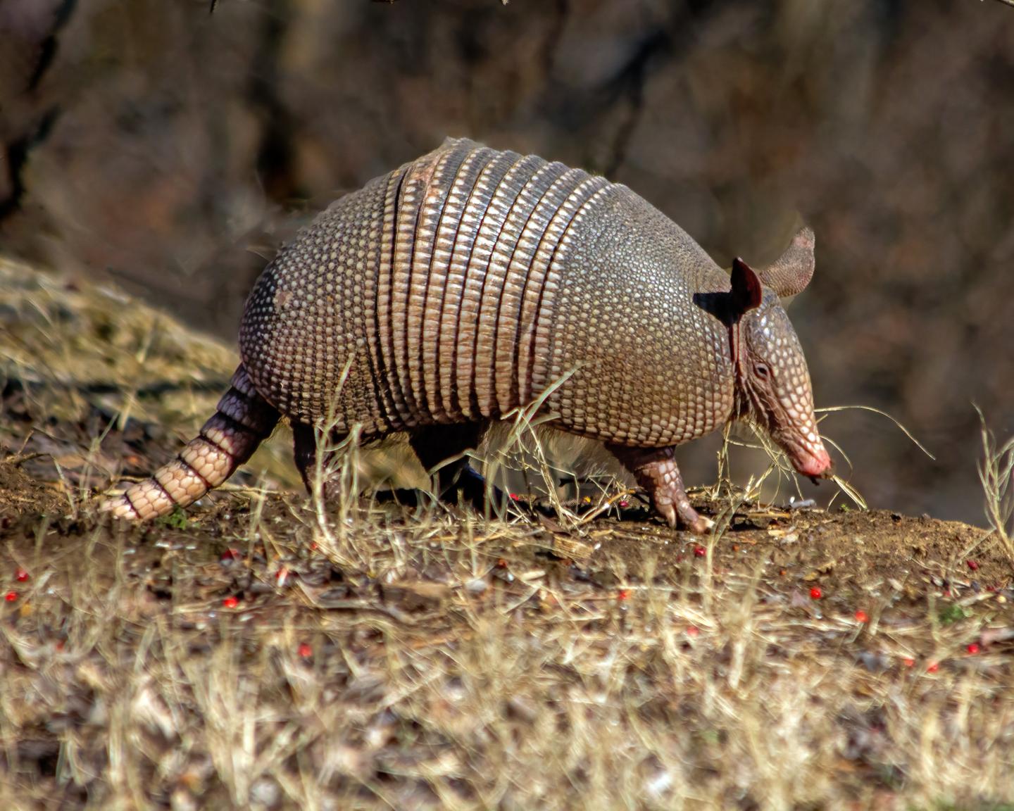 Armadillo walking on dry grass in a natural setting.