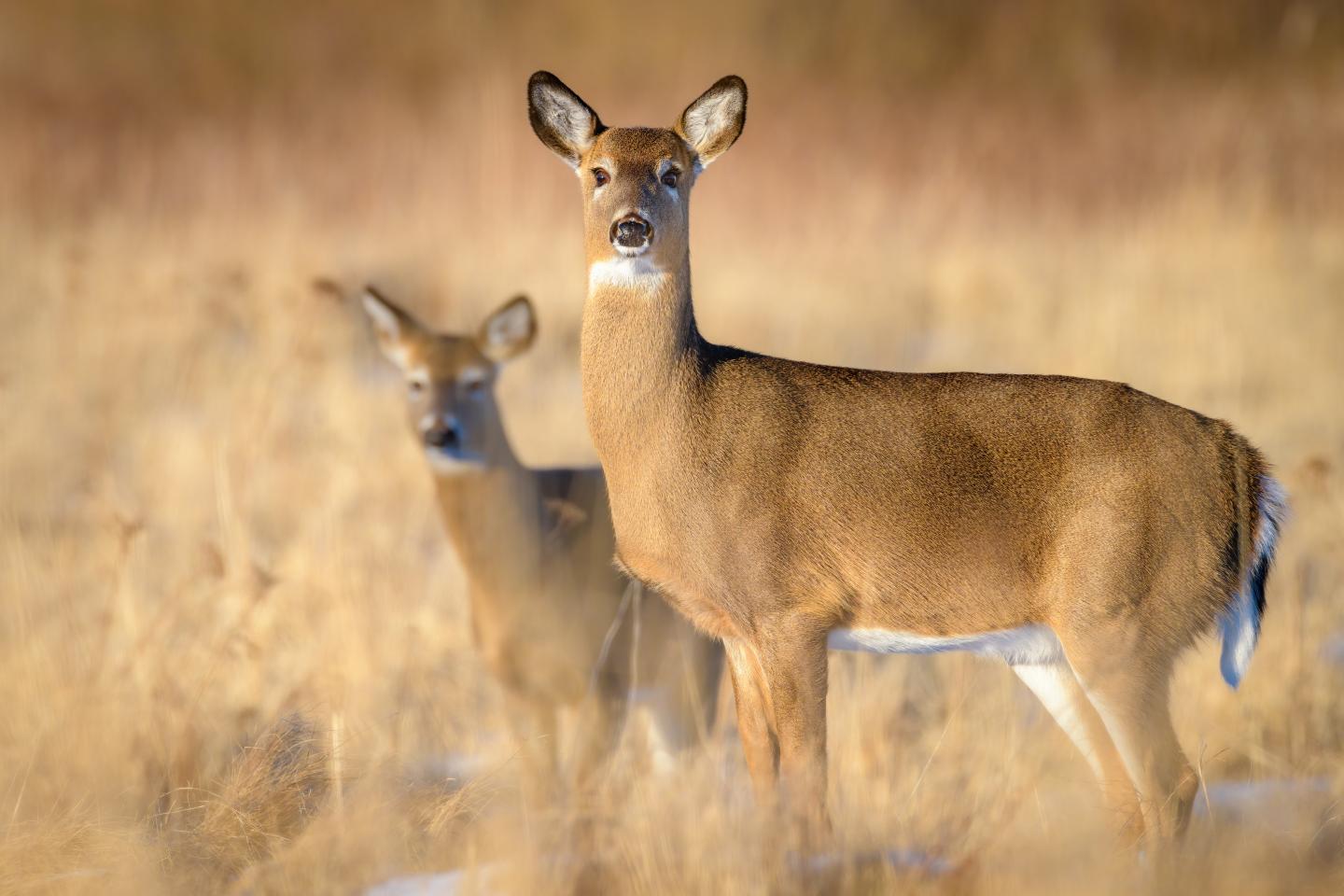 Two deer standing in a sunlit field, one in focus in the foreground.