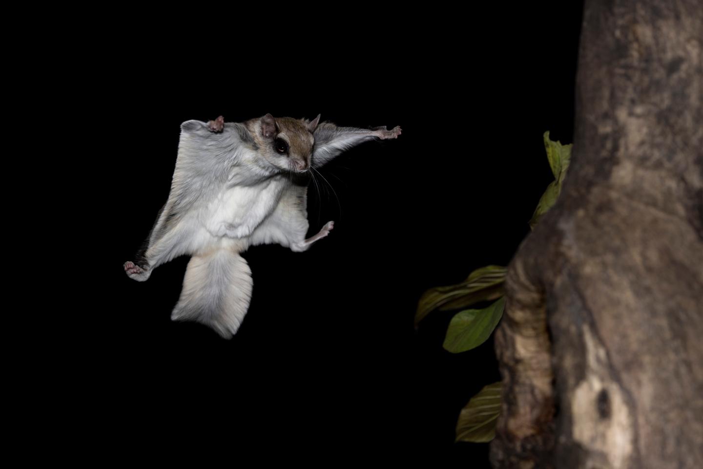 Flying squirrel gliding towards a tree at night.