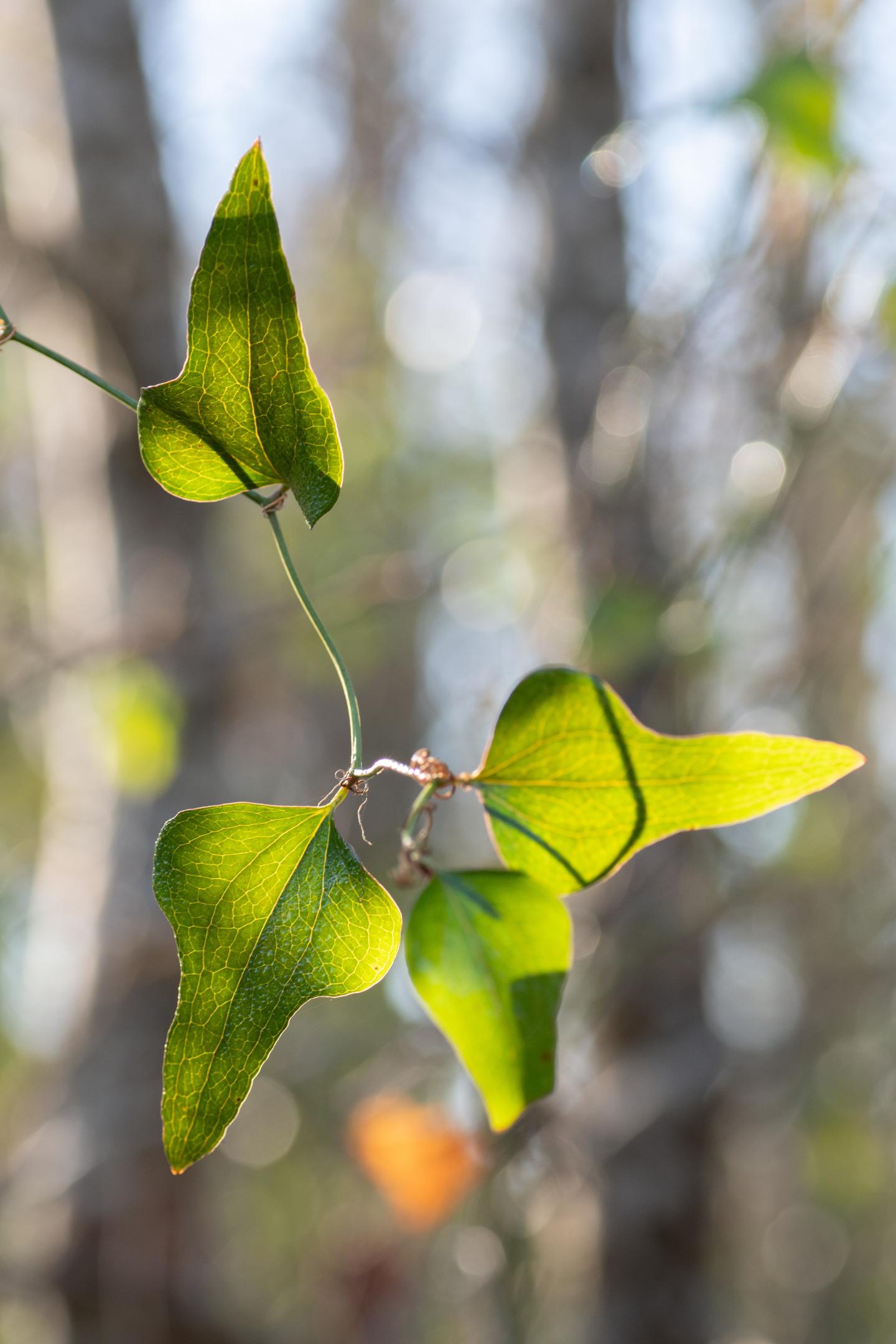 Green leaves on a branch with blurred forest background.