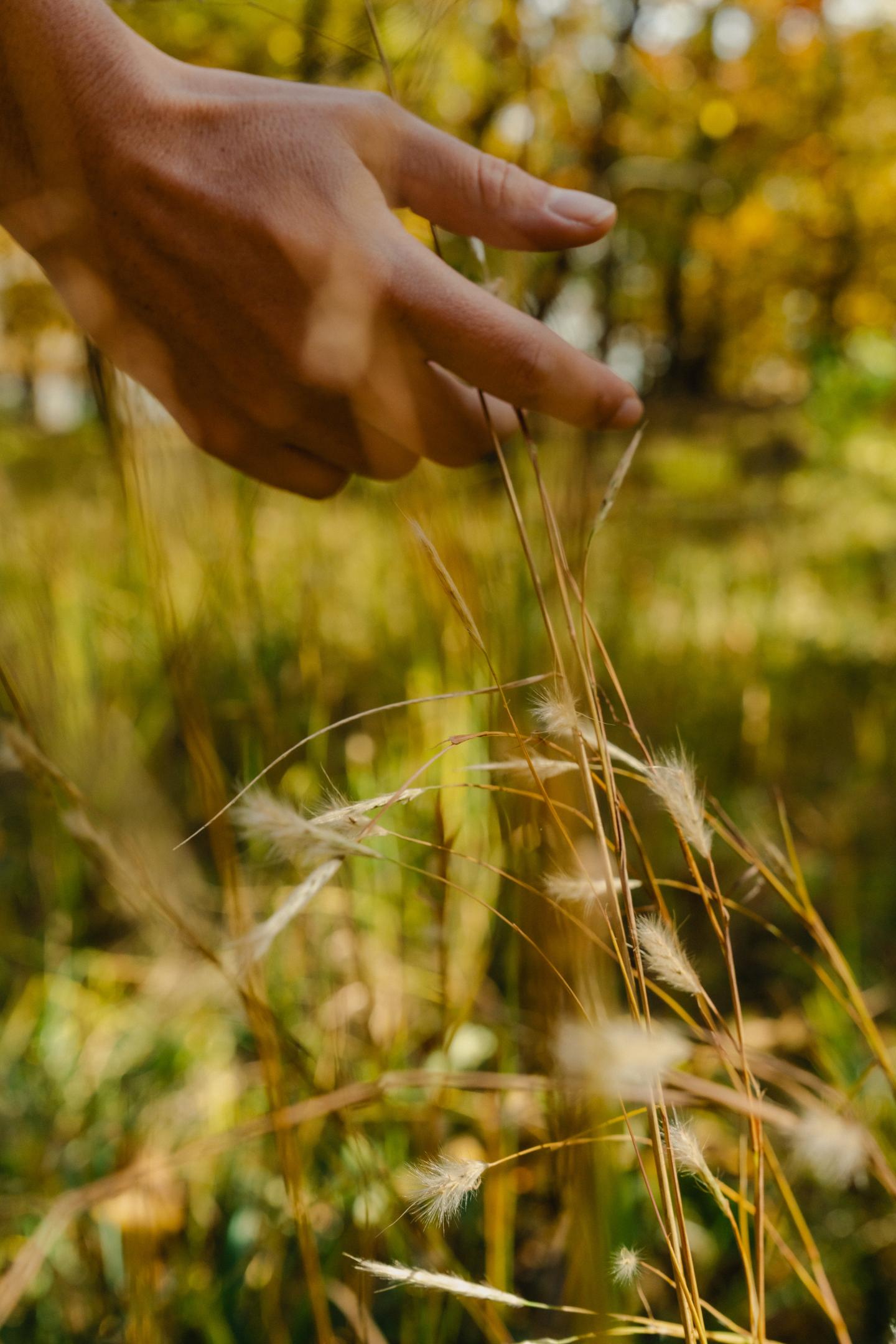 Hand reaching towards tall grass in a sunny field.