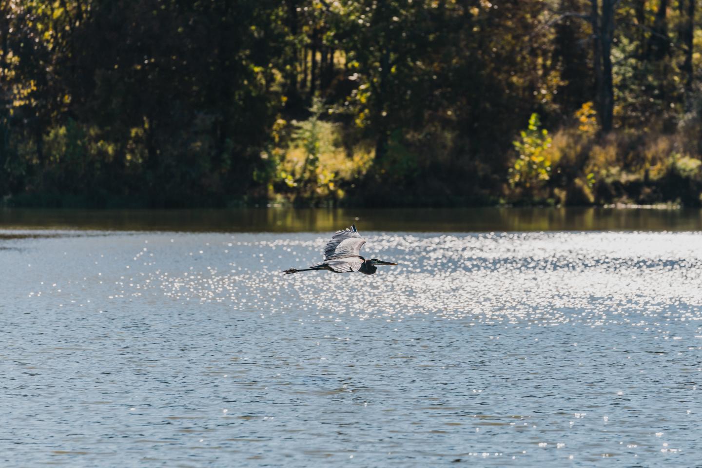 Lake with sunlight reflections, surrounded by trees.