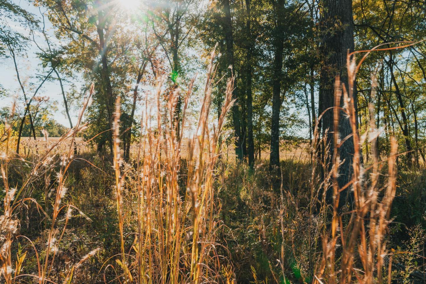 Sunlight filtering through tall grass and trees in a forest.