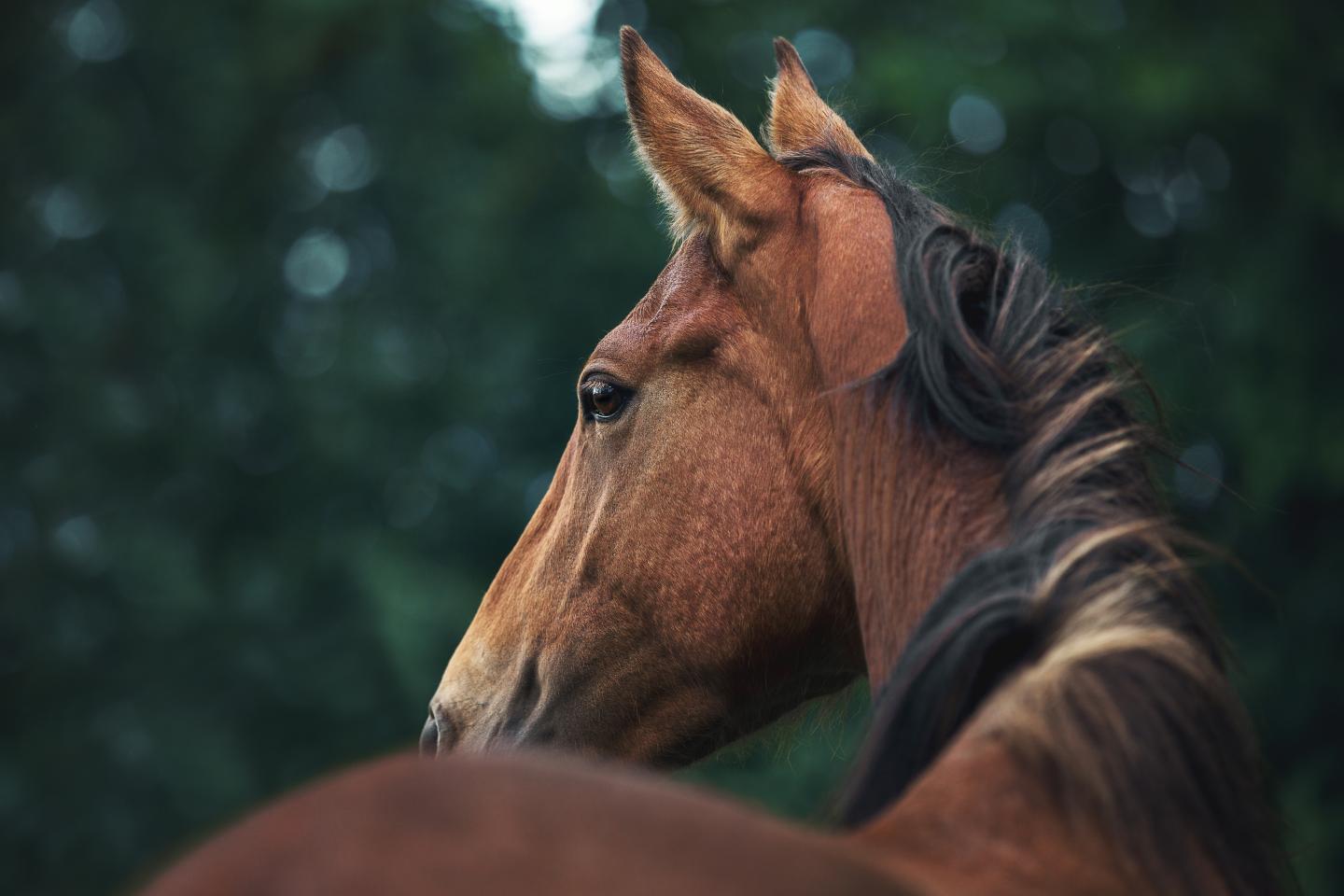 Brown horse with a dark mane facing left against a blurred green background.