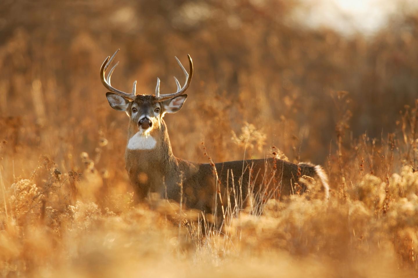 Deer with antlers in golden field at sunrise.
