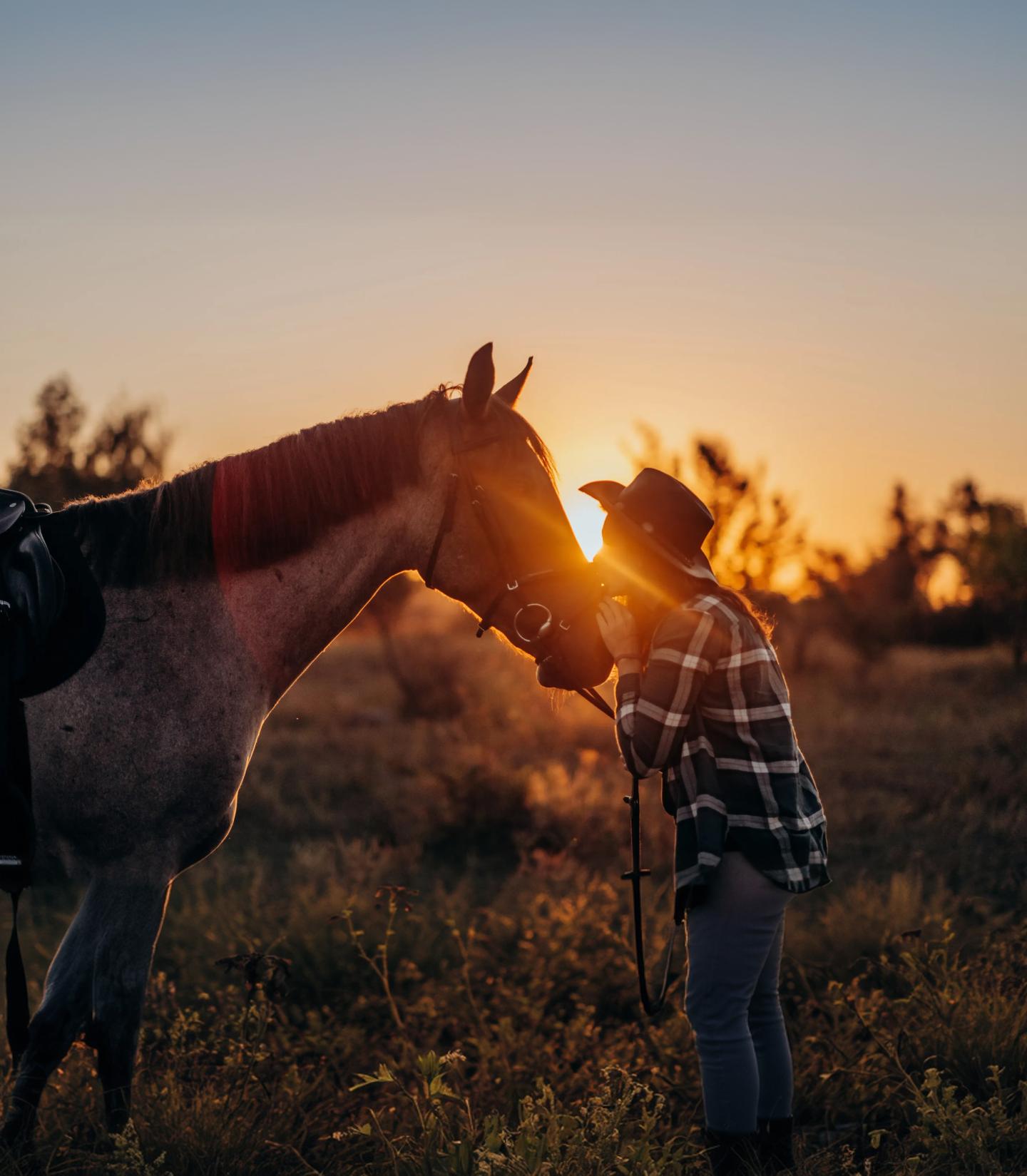 Cowboy and horse at sunset in a field, embracing warmly.