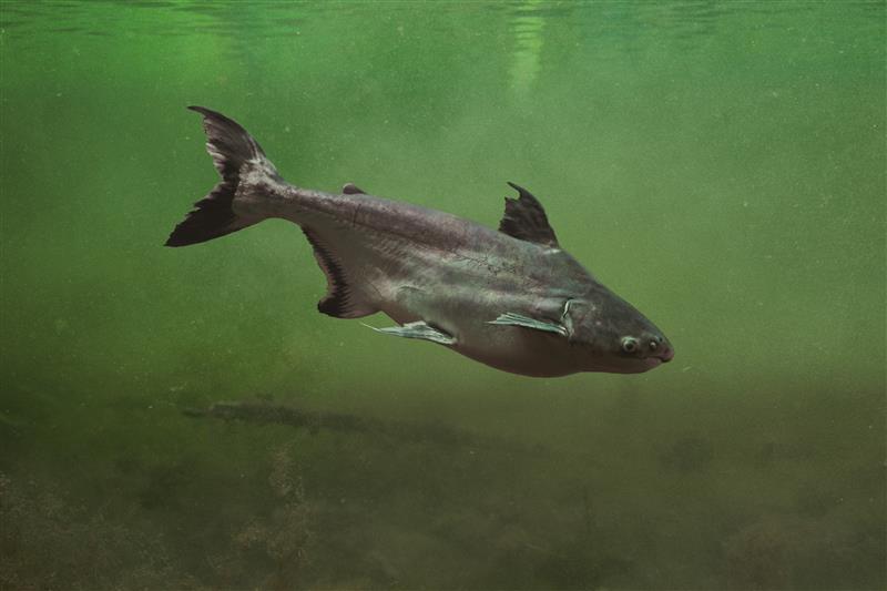 Underwater view of a fish swimming in greenish water.